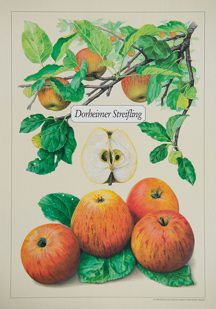 Dorheimer_Streifling_Kunstdrucke_alte_Apfelsorten_allesgude.de